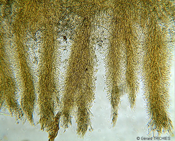 Crosta dubbia - foto 5524 (Hyphodontia gossypina?)
